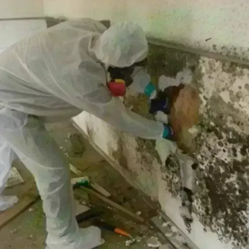 Mold Remediation and Removal in Redmond, OR